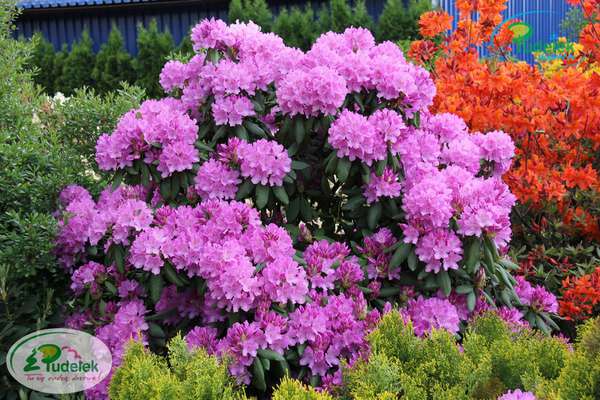Rhododendron Roseum Elegans